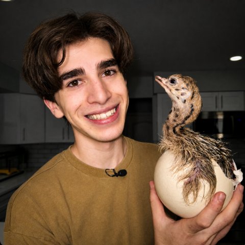 Hatching ostrich chick meeting its keeper